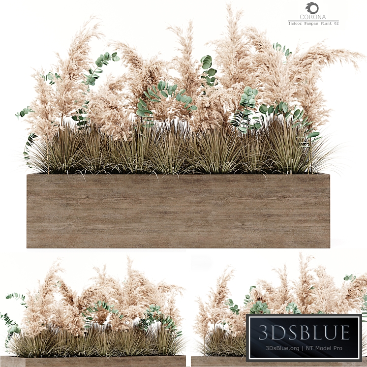Indoor Pampas Plant 02