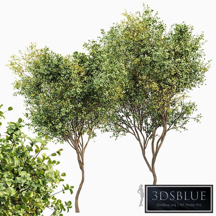 Beautiful 2Trees Bush Leaf