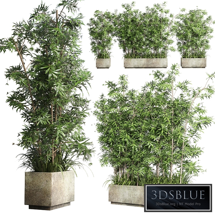 Collection Outdoor plant 49 concrete dirt old vase bax pot tree fern bamboo