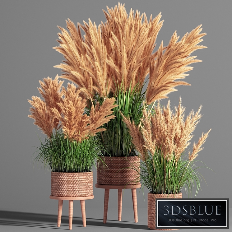 Indoor_Plant_Set_49 (pampas)