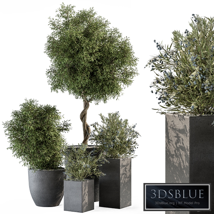 Outdoor Plant Set 273 - Plant Set in Concrete Pot