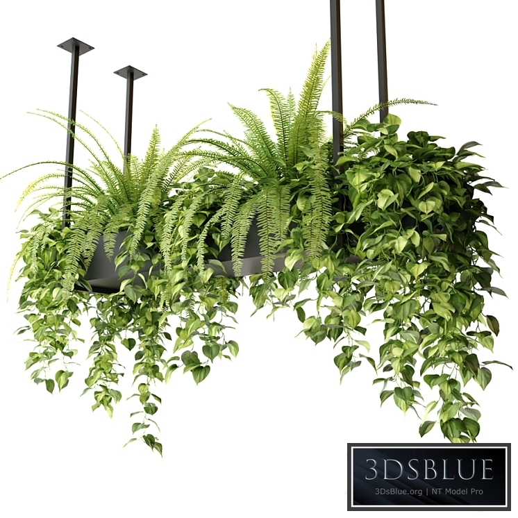 Indoor plants in a hanging rectangular planter
