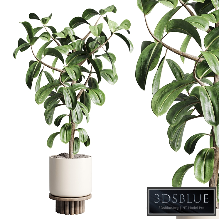 Indoor outdoor plant 106 wood vase pot ficus rubbery