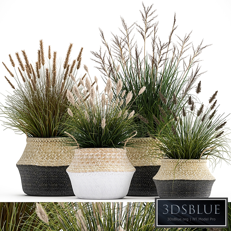 Plant collection 1028. pampas grass, flowerpot, landscaping, basket, reeds, bush, grass