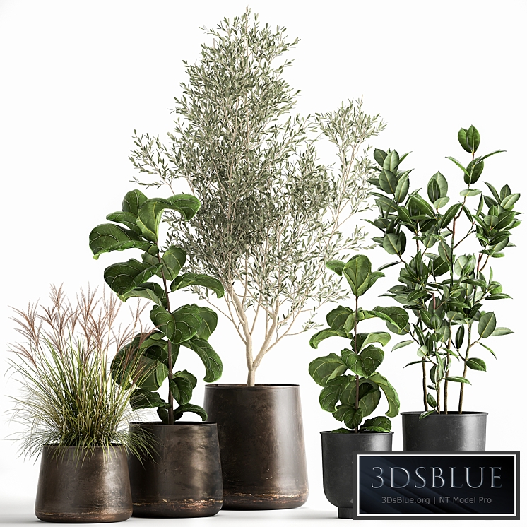 Plant collection 1029. Oliva, ficus, tree, flowerpot, bush, metal, rust, outdoor, interior, small tree, ficus Lyrata