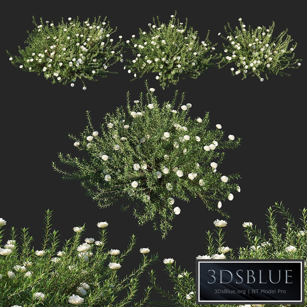 Portulaca grandiflora 02