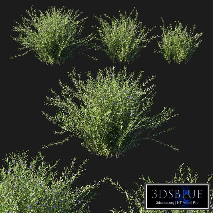 Rosemary creeping 02