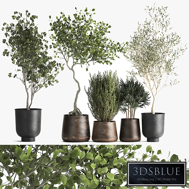 Plant collection 1030. Trees, olive, flowerpot, landscaping, loft, metal pot, hazel, hazel, linden, bush, Raphis