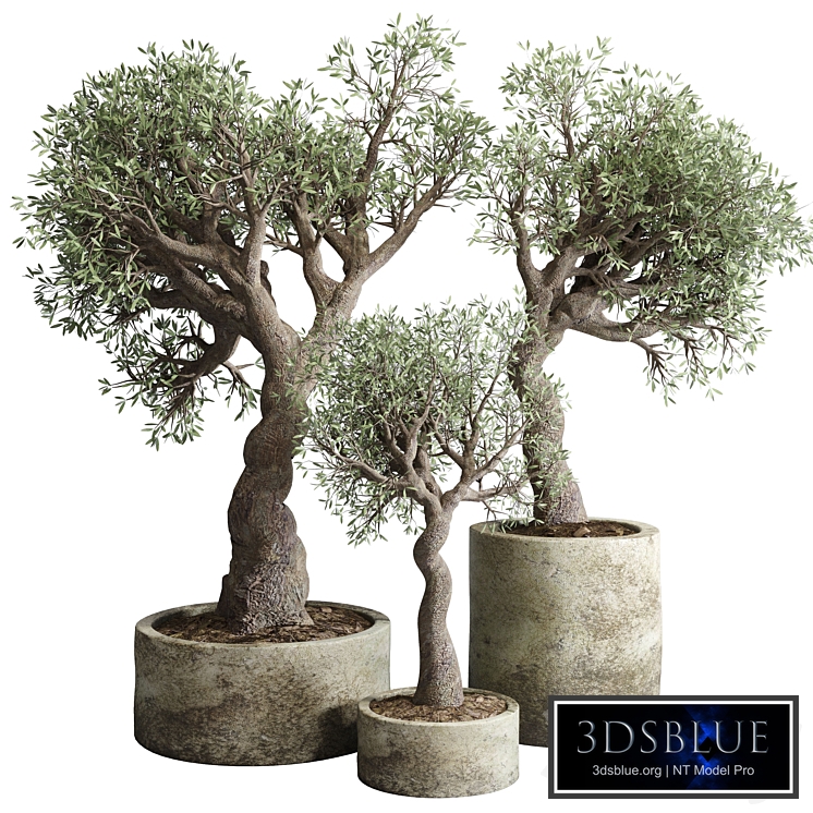 Collection Outdoor plant 49 concrete dirt old vase pot tree family