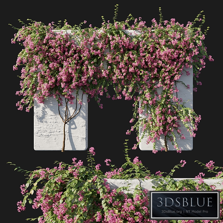 Bougainvillea 02