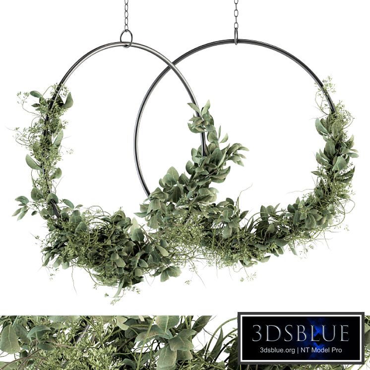 Wreath Olive Plants - Wreath Set 07
