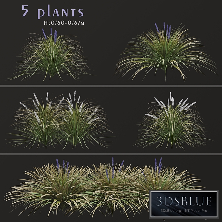 Set of Ophiopogon jaburan Plants (Dwarf lilyturf) (5 Plants)