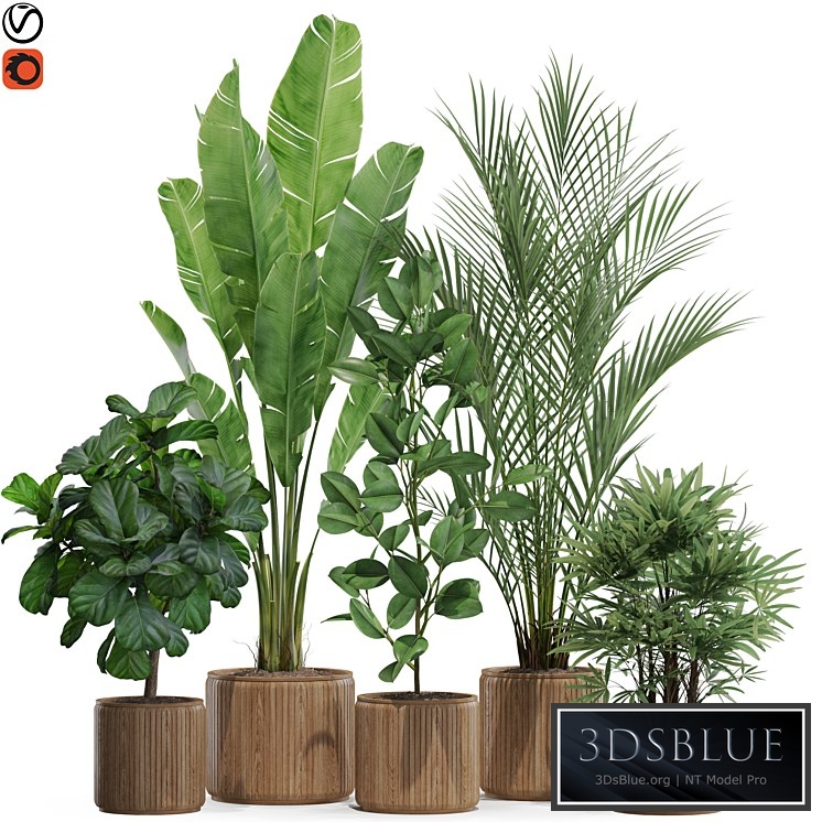 Plants collection 563