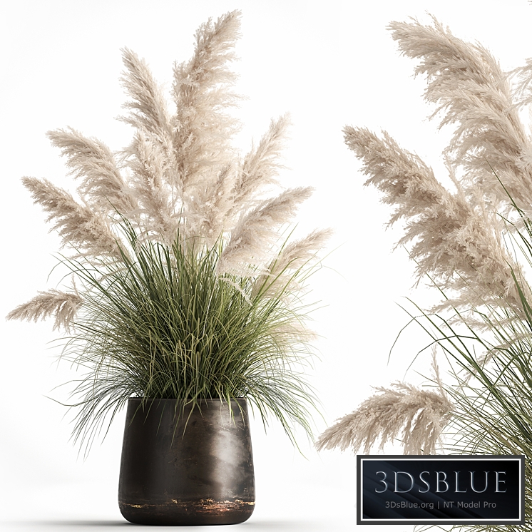 white pampas grass 1032. flowerpot, landscaping, cortaderia, pampas, pampas grass flowerpot, landscaping, outdoor flowerpot, rust, metal