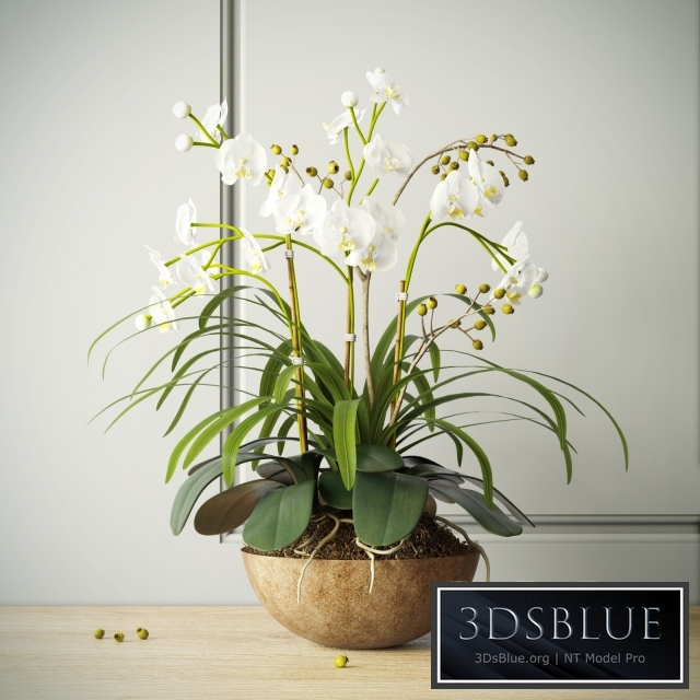 composition with orchids