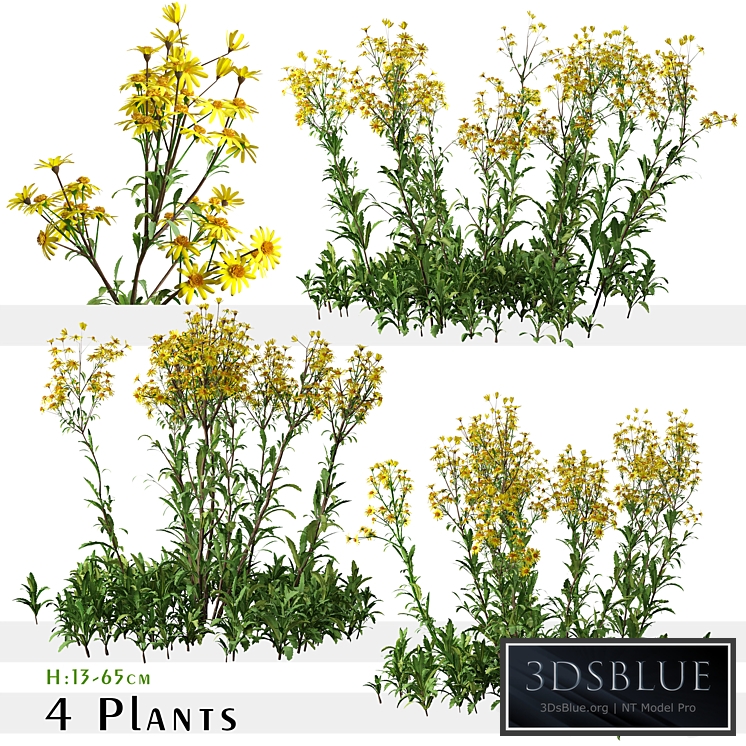 Set of Senecio jacobaea wild flowers (Tansy ragwort) (4 Plants)