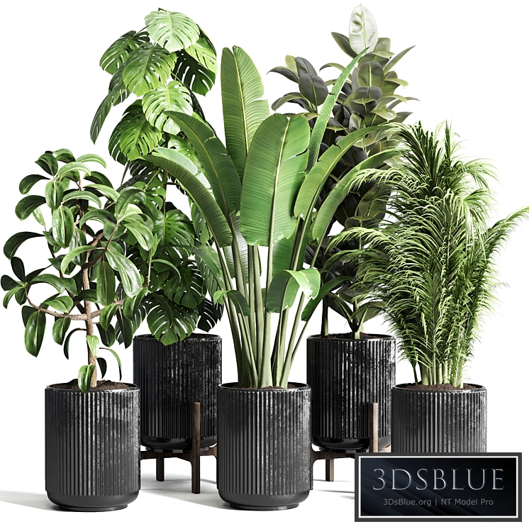 Collection indoor plant 110 pot plant ravenala ficus rubbery monstera palm concrete dirt vase