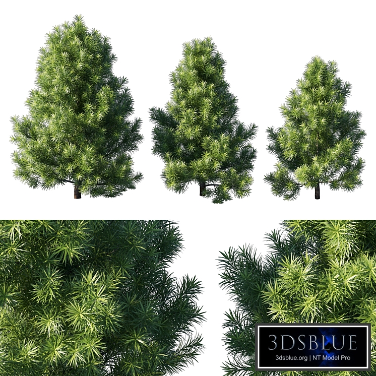 Podocarpus macrophyllas 02