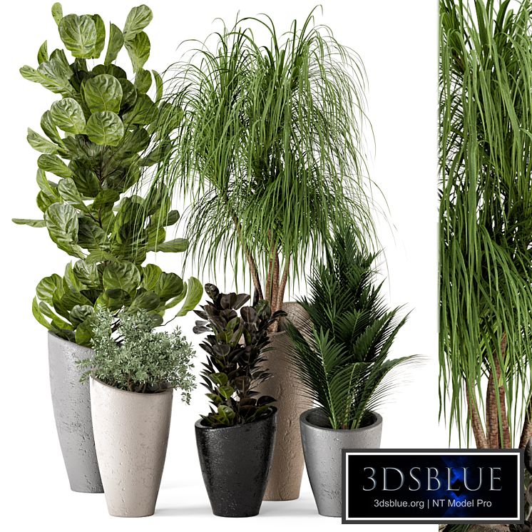 Indoor Plants in rusty Concrete Pot - Set 240