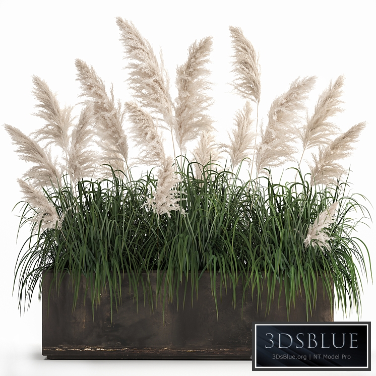 Plant collection 1033. White pampas grass, flowerpot, landscaping, rust, metal