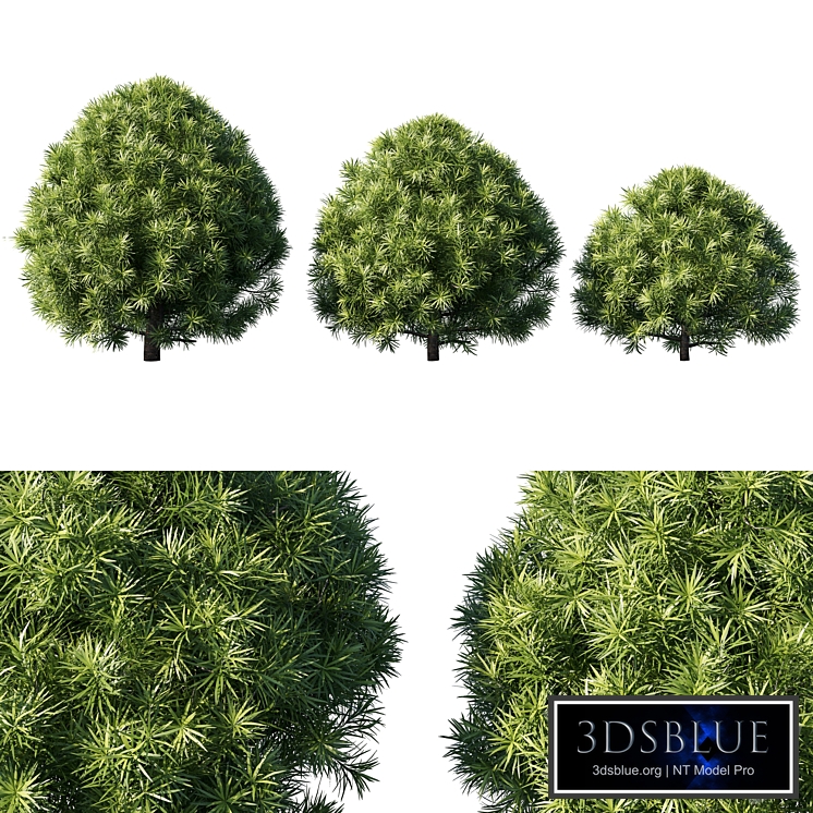 Podocarpus macrophyllas 03