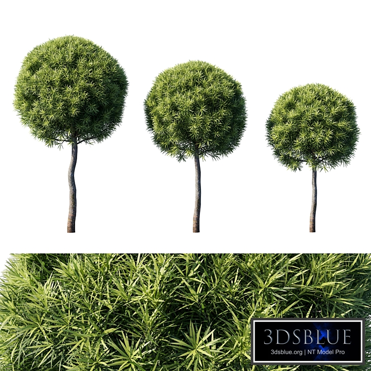 Podocarpus macrophyllas 04