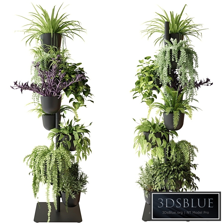 Rack with indoor plants in pots