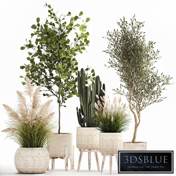 Plant collection 1035. White basket, pampas grass, tree, olive, cactus, landscape design, small tree, Cereus, Trichocereus, hazel, hazel, linden, landscape design, interior