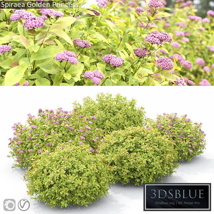 Spiraea Golden Princess