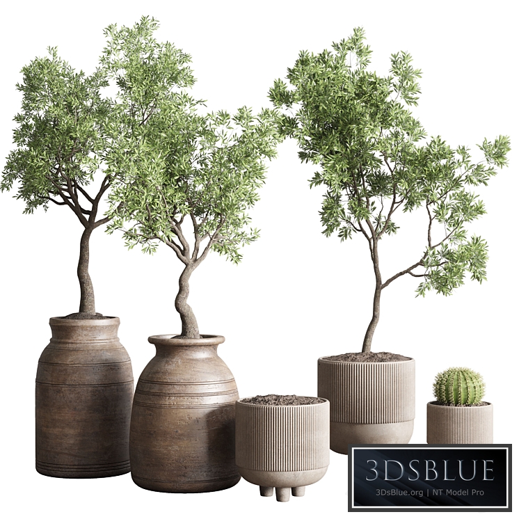 collection indoor outdoor plant 114 vase concrete wood old pot tree cactus
