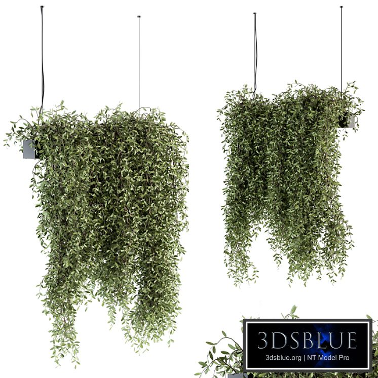 indoor Plant Set 287 - Hanging Plants