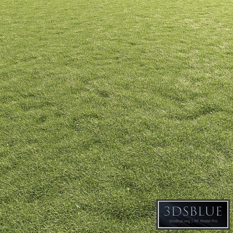 Lawn Grass 01