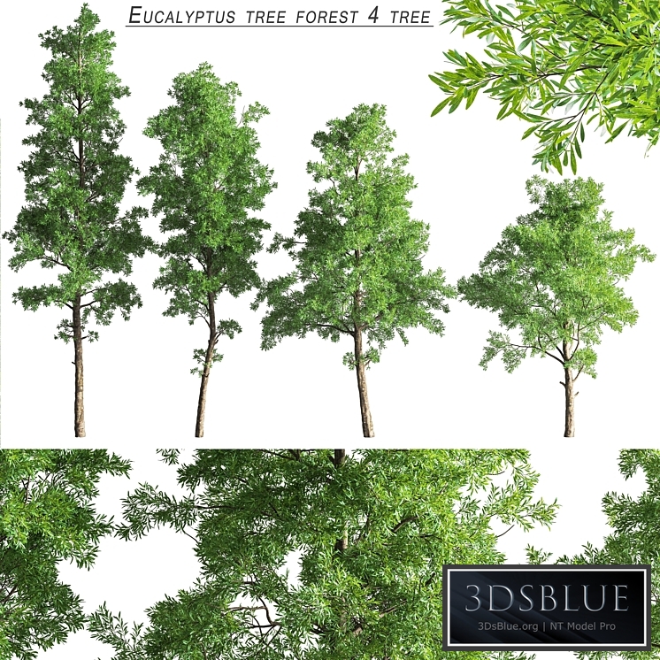 Eucalyptus_tree_forest_4_tree_vray