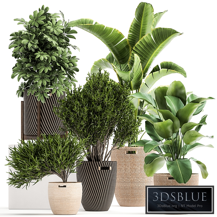 Plant collection 1036. Basket, rattan, banana, Schefflera, bush, calathea, lutea, palm tree, wicker