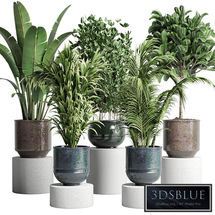 collection Indoor plant 115 metal dirt old vase handmade pot plant ravenala ficus rubbery palm