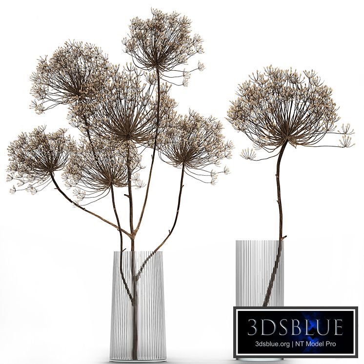 Bouquet Heracleum 158. Dried flower, branches, dry, vase, glass, natural decor, eco design
