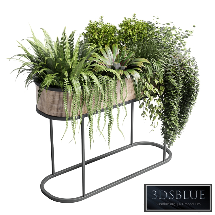 collection Indoor plant 116 stand pot bax wood vase pot fern tree grass