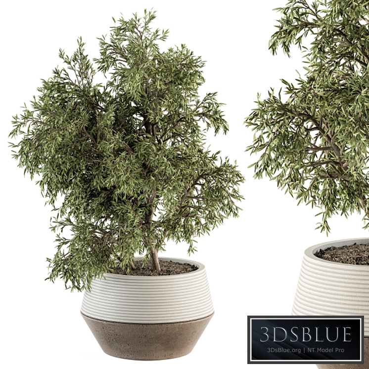 indoor Plant Set 285 - Plants Set in pot