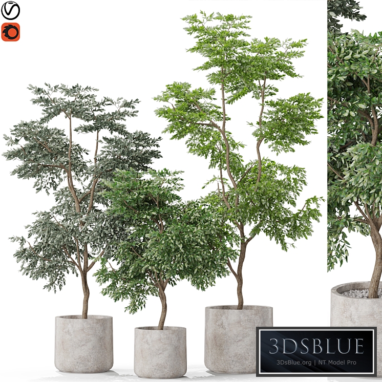 Plants collection 576