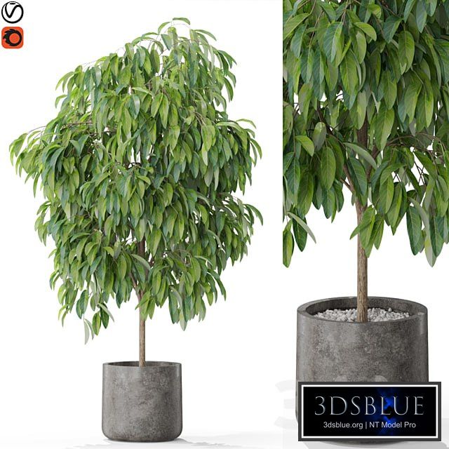 Plants collection 577