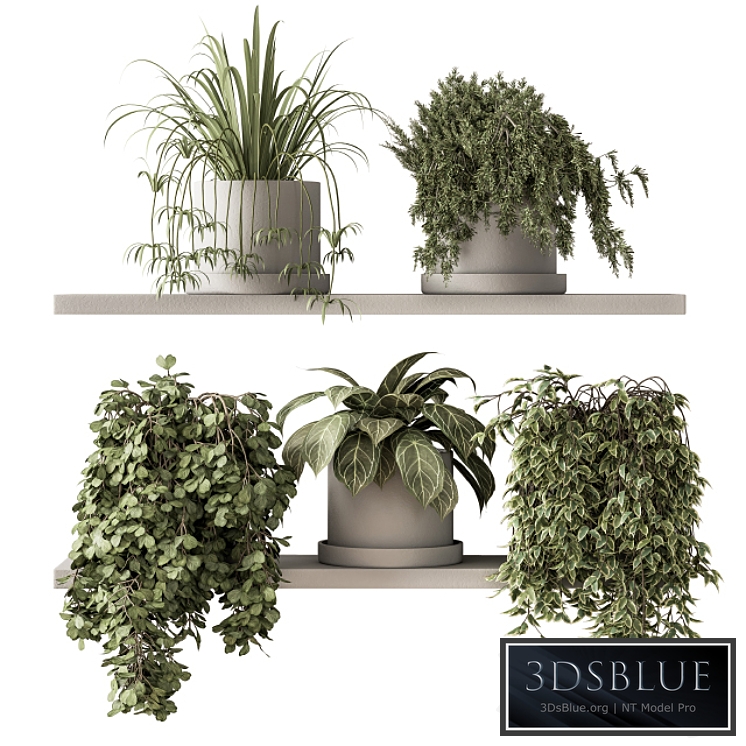 indoor Plant Set 281 - Plant pot on shelves