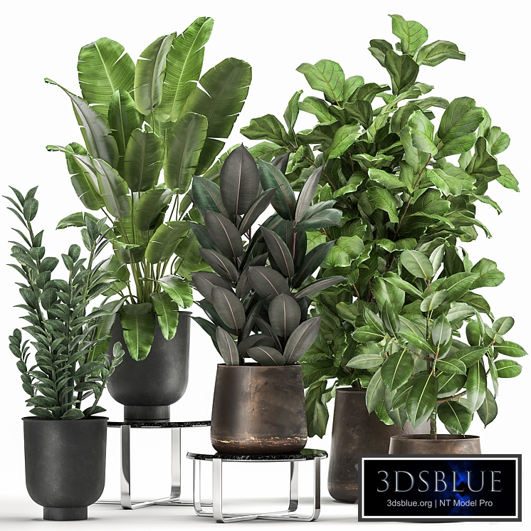 Collection of plants in black metal pots with Ficus lyrata, palm, Zamiokulkas, Strelitzia. Set 1042.