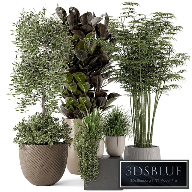 Indoor Plants in rusty Concrete Pot - Set 229