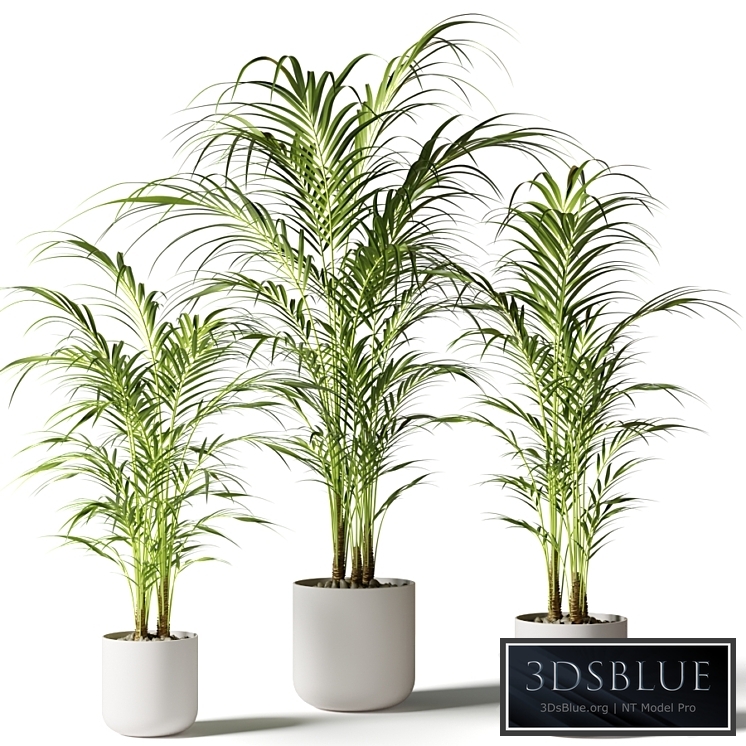 Houseplant palm KENTIA