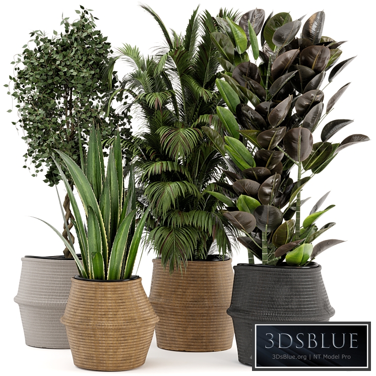 Indoor Plants in Wicker Basket - Set 258