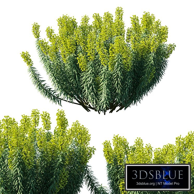 Mediterranean Spurge