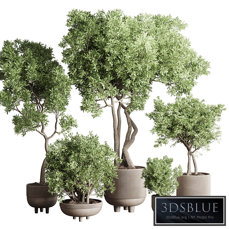 Collection Indoor Outdoor plant 118 vase concrete pot tree corona