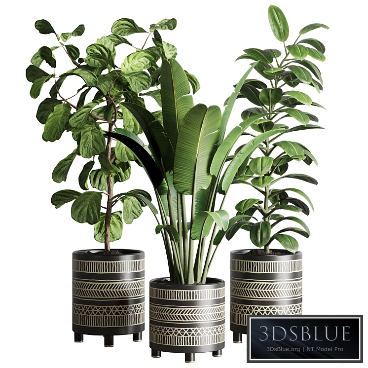 collection Indoor plant 119 plant ravenala ficus rubbery ficus lyrataS