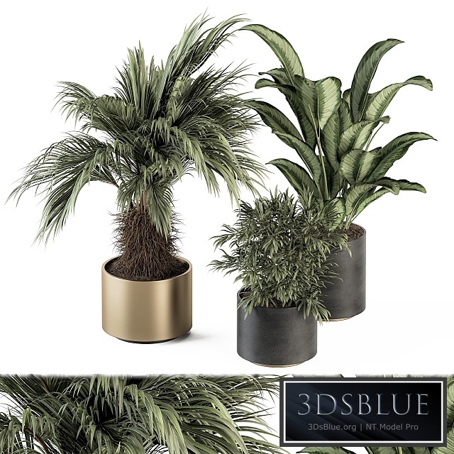 indoor Plant Set 256 - Plant Set in pot