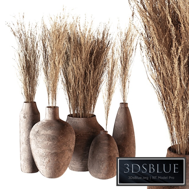 Indoor plants 01 - Pampas set in Pottery Pots